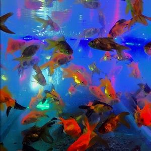 Meet your Posher, Kaitlin